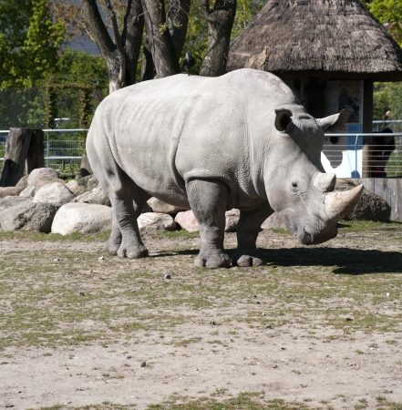 Big rhino in a zooのeditorial素材