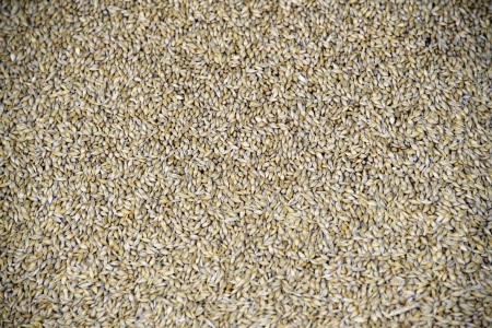 Grain backgoundの写真素材