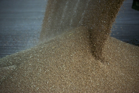 Grain deliverance to a millの写真素材