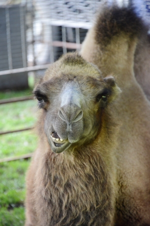 Camel chewingの写真素材