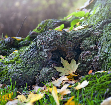 Foggy autumn sceneの写真素材