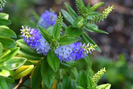 Blue flowersの写真素材