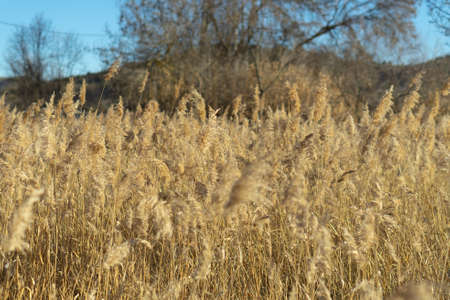 Dry reeds pampas grass on natural sunset background. Soft plants Cortaderia selloana at warm...