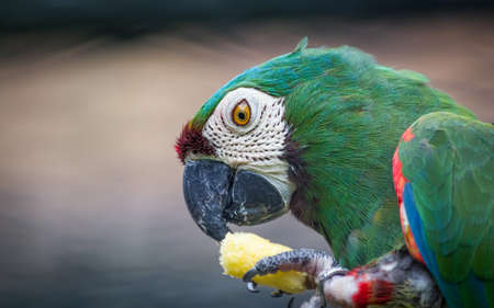 green parrot eats snackの写真素材