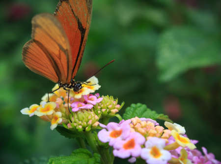 Butterfly Drawing Nectar from flower