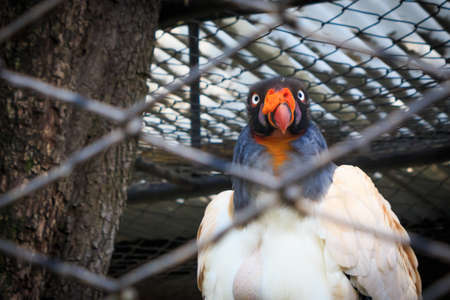 king vulture in a zoo cageの写真素材