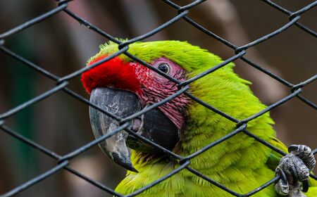 caged parrot clings with its leg to the cage and looks directly at the cameraの写真素材