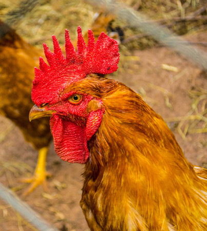 Portrait of one cock among gridsの写真素材