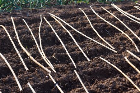Preparing the garden to sow potatoes; reeds on the ground to prevent vermin from entering and...