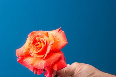 pink rose, flower that symbolizes love, passion, romanticism. Spring flower with a lot of symbolic meaning. In any celebration it is the appropriate flower from the christening, wedding or death.の写真素材