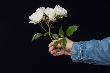 pink rose, flower that symbolizes love, passion, romanticism. Spring flower with a lot of symbolic meaning. In any celebration it is the appropriate flower from the christening, wedding or death.の写真素材