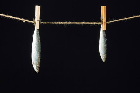 Sardine is a fish that is easily found in fishmongers, it is usually fished in the Mediterranean Sea and is common in the Mediterranean diet, healthy and full of Omegaの写真素材