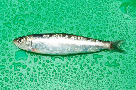 Sardine is a fish that is easily found in fishmongers, it is usually fished in the Mediterranean Sea and is common in the Mediterranean diet, healthy and full of Omegaの写真素材