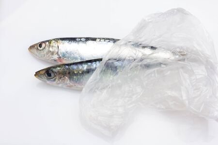Sardine is a fish that is easily found in fishmongers, it is usually fished in the Mediterranean Sea and is common in the Mediterranean diet, healthy and full of Omegaの写真素材