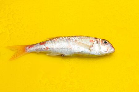 Fresh and healthy fish, freshly caught and extracted from the sea, from the fish market to the fishmonger or to the market.の写真素材