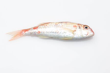 Fresh and healthy fish, freshly caught and extracted from the sea, from the fish market to the fishmonger or to the market.の写真素材
