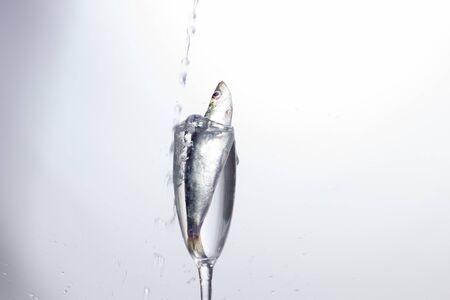 Sardine is a fish that is easily found in fishmongers, it is usually fished in the Mediterranean Sea and is common in the Mediterranean diet, healthy and full of Omegaの写真素材