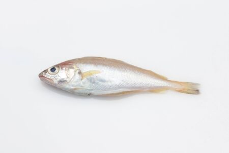 Fresh and healthy fish, freshly caught and extracted from the sea, from the fish market to the fishmonger or to the market.の写真素材