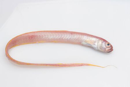 Fresh and healthy fish, freshly caught and extracted from the sea, from the fish market to the...