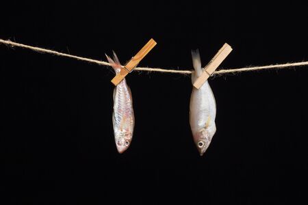 Fresh fish from the sea to our tables. Rich in flavor and can be prepared in many different ways. Ideal for diets and for delicate stomachs, easily digestible product.の写真素材