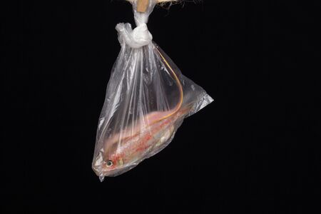 Plastic and other polluting materials that go to the seas and oceans, affecting marine life and therefore and our health, both the health of human life and the health of the planetの写真素材