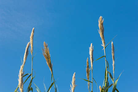 Flowers from various common reeds on the banks of a Mediterranean river.の写真素材