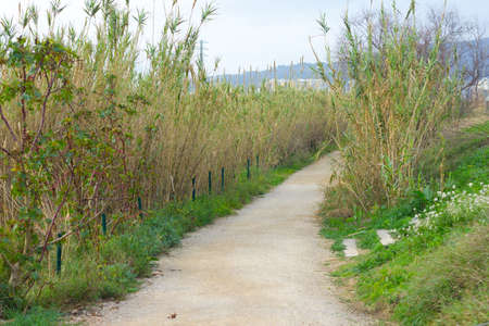 Dirt road surrounded by river reeds and wild vegetation. Lonely path in winter
