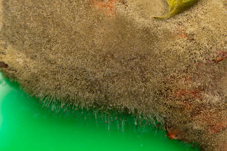 Mold, rotting fruit; Strawberries spoiled by mold, fruit decay; close-up image of a strawberry...
