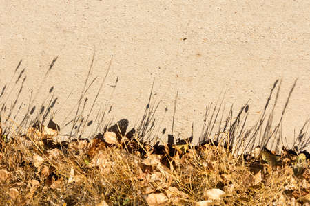 Shade projection of Mediterranean wild grasses in the province of Barcelona, Catalonia, Spainの写真素材