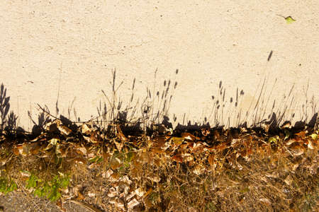 Shade projection of Mediterranean wild grasses in the province of Barcelona, Catalonia, Spain