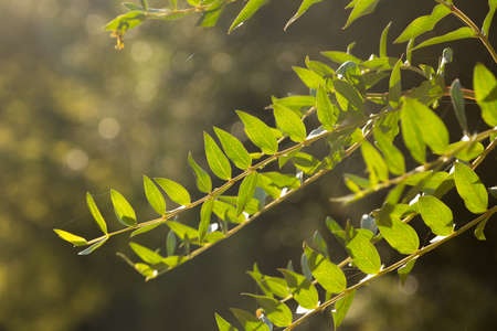 Mediterranean vegetation in the mountains of Collcerola, Barcelona; very close to the Mediterranean Sea in the Baix Llobregat region.の写真素材