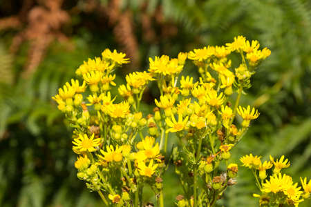 Vegetation and views of the region of Galicia in northwestern Spain, Europe. Region near the...