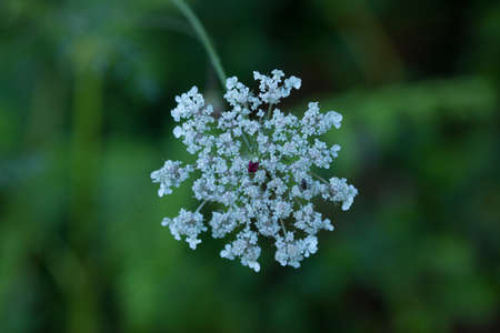 Vegetation and wild flowers with water drops and various colors. Herbs and flowers