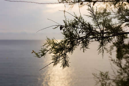 Green leaves of garden plants. Mediterranean plants.の写真素材