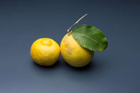 yellow lemon on gray background, composition of lemons and green leaves.の写真素材