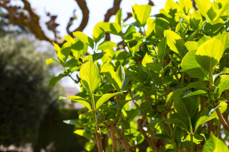 Green leaves in spring with the first warmth of the year
