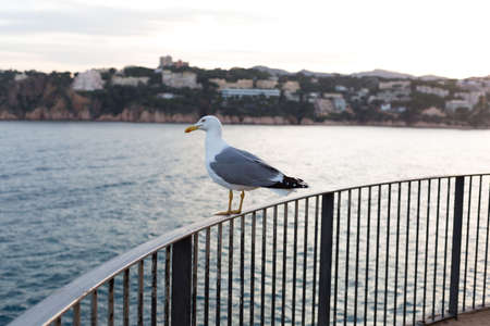 Adult seagull resting very close to a cliff in the Mediterranean Sea.の写真素材