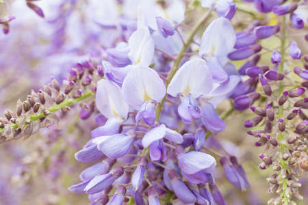 Small lilac Bougainvillea flowers in early spring.の写真素材