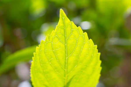 Green leaf in spring with the first warmth of the year