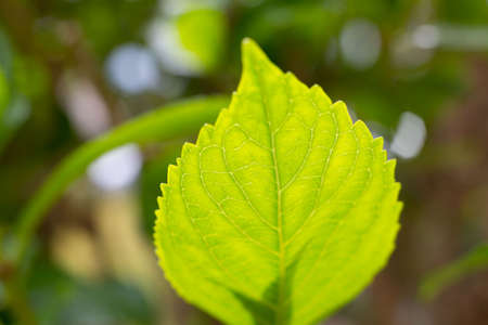 Leaves colored green by chlorophyll in spring in daylightの写真素材