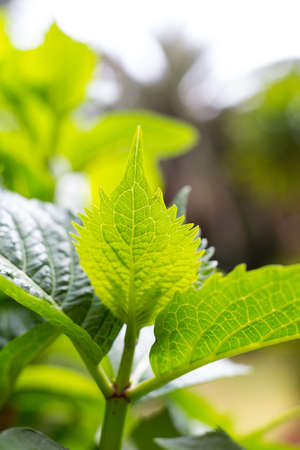 Green leaves in spring with the first warmth of the year