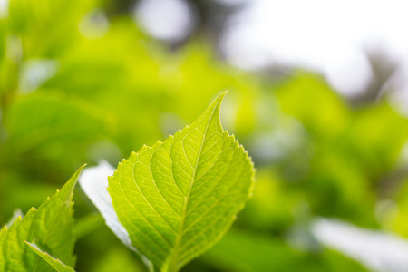 Green leaves in spring with the first warmth of the yearの写真素材