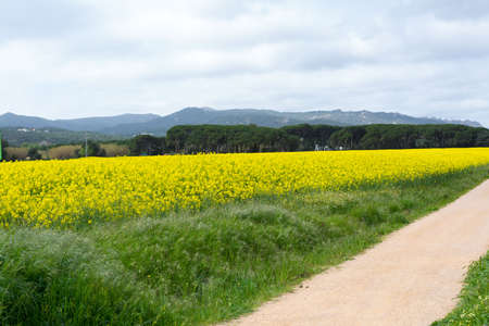 Spring and field full of yellow rapeseed blossomsの写真素材