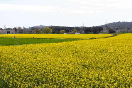 Field of rapeseed with yellow flowers in springtimeの写真素材