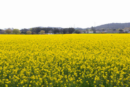 Beautiful yellow rapeseed field in spring in northern Catalonia, Spain.の写真素材