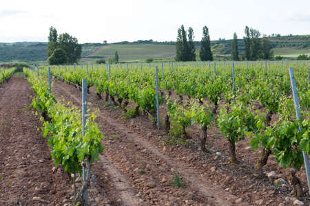 Vineyards in spring before harvest in the Rioja area, Spain.