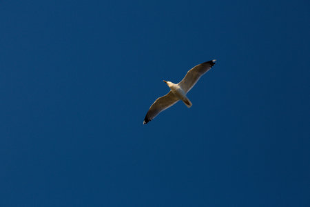 seagulls flying over the sea and under the blue skyの写真素材