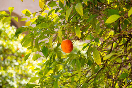 Lush orange tree full of ripe oranges basking in the sunlightの写真素材
