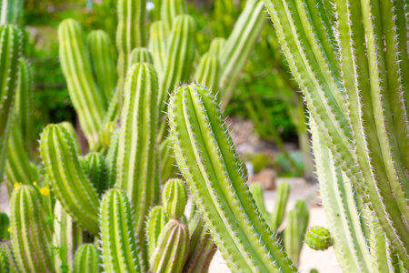 Close up of a cactus plant growing in a botanical garden, showing its vibrant green color, prominent...