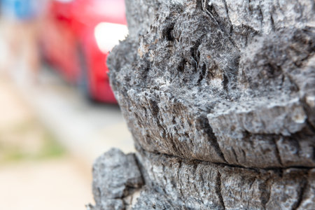 Close-up view of textured tree bark showing intricate details and natural patterns